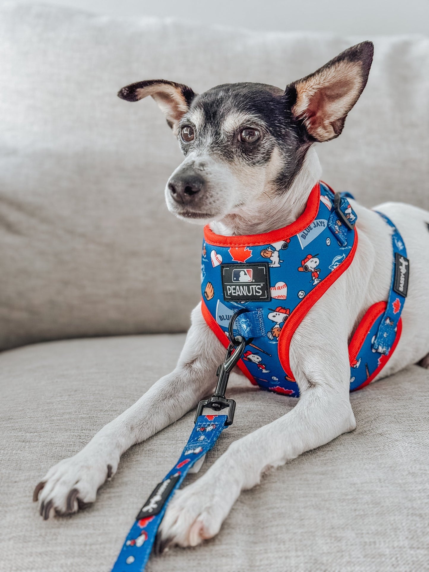 Dog Leash - MLB™ x Peanuts™ Toronto Blue Jays™