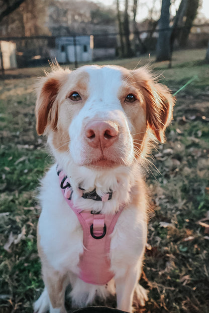 Dog Step-in Harness - Dusty Rose